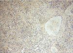 PDLIM7 Antibody in Immunohistochemistry (Paraffin) (IHC (P))