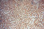 PDLIM7 Antibody in Immunohistochemistry (Paraffin) (IHC (P))