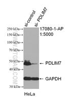 PDLIM7 Antibody in Western Blot (WB)