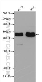 PDLIM7 Antibody in Western Blot (WB)