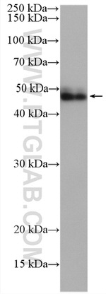 PDLIM7 Antibody in Western Blot (WB)