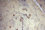 RPL24 Antibody in Immunohistochemistry (Paraffin) (IHC (P))