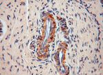 RPL24 Antibody in Immunohistochemistry (Paraffin) (IHC (P))