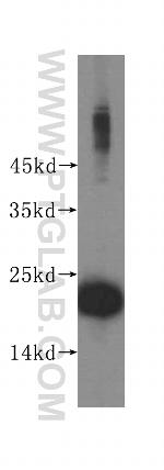 RPL24 Antibody in Western Blot (WB)