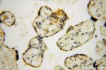 TUBGCP4 Antibody in Immunohistochemistry (Paraffin) (IHC (P))