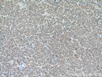 METTL7A Antibody in Immunohistochemistry (Paraffin) (IHC (P))