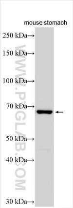 TM9SF3 Antibody in Western Blot (WB)