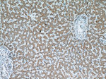 SPHK2 Antibody in Immunohistochemistry (Paraffin) (IHC (P))