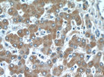 SPHK2 Antibody in Immunohistochemistry (Paraffin) (IHC (P))