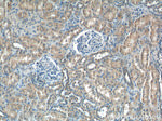 SPHK2 Antibody in Immunohistochemistry (Paraffin) (IHC (P))