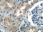 SPHK2 Antibody in Immunohistochemistry (Paraffin) (IHC (P))