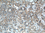 SPHK2 Antibody in Immunohistochemistry (Paraffin) (IHC (P))