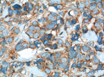 SPHK2 Antibody in Immunohistochemistry (Paraffin) (IHC (P))