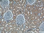 SPHK2 Antibody in Immunohistochemistry (Paraffin) (IHC (P))