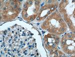 SPHK2 Antibody in Immunohistochemistry (Paraffin) (IHC (P))