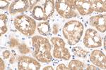 SPHK2 Antibody in Immunohistochemistry (Paraffin) (IHC (P))
