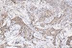 SPHK2 Antibody in Immunohistochemistry (Paraffin) (IHC (P))