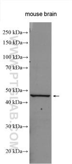 DGAT2 Antibody in Western Blot (WB)