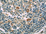 GNPDA2 Antibody in Immunohistochemistry (Paraffin) (IHC (P))