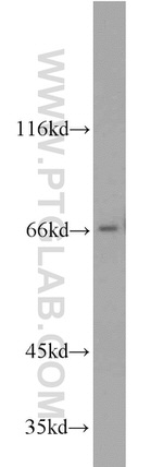 PPWD1 Antibody in Western Blot (WB)
