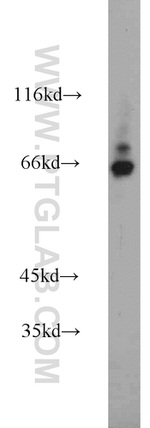 PPWD1 Antibody in Western Blot (WB)