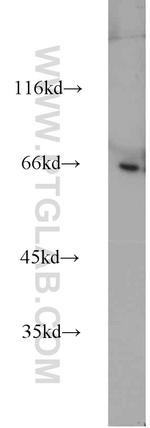 PPWD1 Antibody in Western Blot (WB)
