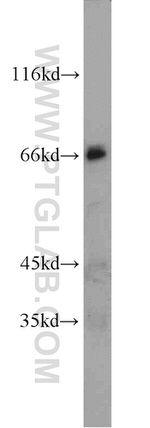 PPWD1 Antibody in Western Blot (WB)