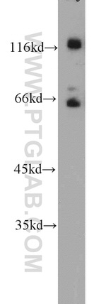PPWD1 Antibody in Western Blot (WB)