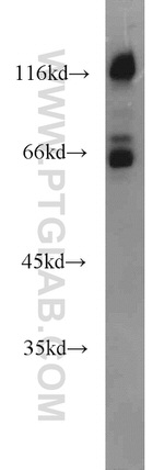 PPWD1 Antibody in Western Blot (WB)