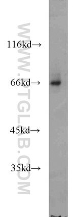 PPWD1 Antibody in Western Blot (WB)