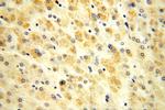 OGDHL Antibody in Immunohistochemistry (Paraffin) (IHC (P))