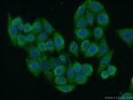 PERLD1 Antibody in Immunocytochemistry (ICC/IF)