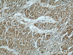 UPF3A Antibody in Immunohistochemistry (Paraffin) (IHC (P))
