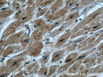 UPF3A Antibody in Immunohistochemistry (Paraffin) (IHC (P))