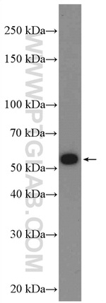 UPF3A Antibody in Western Blot (WB)