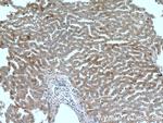 OMA1 Antibody in Immunohistochemistry (Paraffin) (IHC (P))
