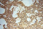 CSNK1A1L Antibody in Immunohistochemistry (Paraffin) (IHC (P))