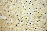 CSNK1A1L Antibody in Immunohistochemistry (Paraffin) (IHC (P))