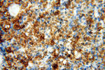 CSNK1A1L Antibody in Immunohistochemistry (Paraffin) (IHC (P))