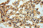 CSNK1A1L Antibody in Immunohistochemistry (Paraffin) (IHC (P))