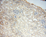 CSNK1A1L Antibody in Immunohistochemistry (Paraffin) (IHC (P))