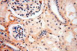 CSNK1A1L Antibody in Immunohistochemistry (Paraffin) (IHC (P))