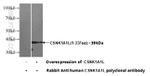 CSNK1A1L Antibody in Western Blot (WB)