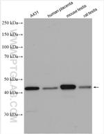 PDHA2 Antibody in Western Blot (WB)