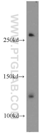 RBM12B Antibody in Western Blot (WB)