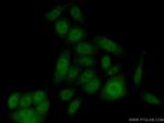 FBXL13 Antibody in Immunocytochemistry (ICC/IF)