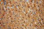 FBXL13 Antibody in Immunohistochemistry (Paraffin) (IHC (P))