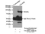 CKAP2L Antibody in Immunoprecipitation (IP)