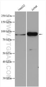 CKAP2L Antibody in Western Blot (WB)