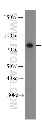 CKAP2L Antibody in Western Blot (WB)